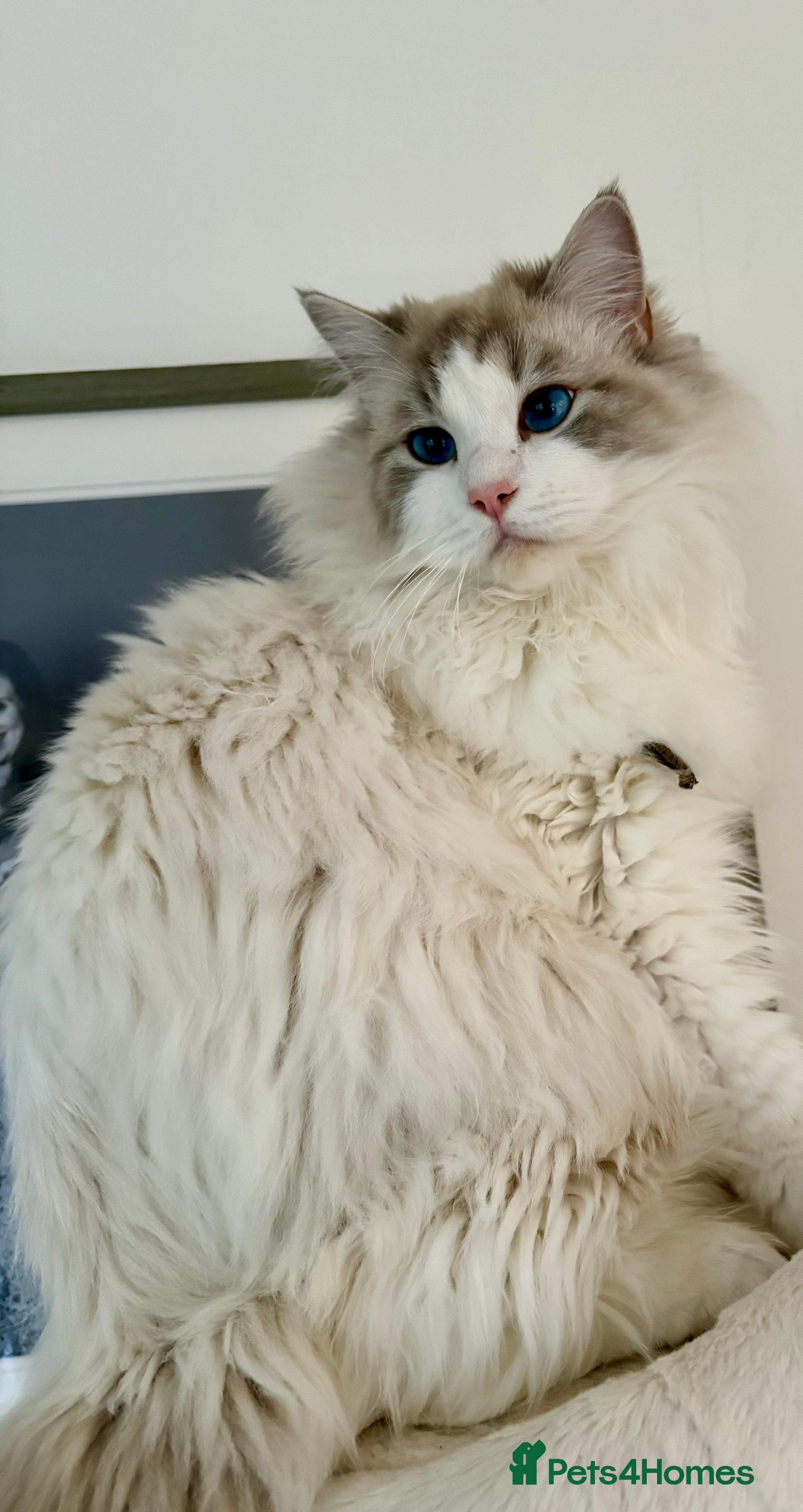 Ragdoll cats Friendly Stud Cat Available 🩵 - Advert 6