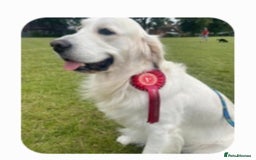 Golden Retriever dogs for sale: Golden retrieve Puppies - Image 5