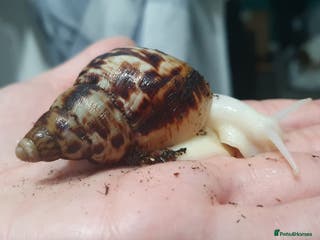 Snails invertebrates Tiger stripe albino giant african land snail - Advert 17