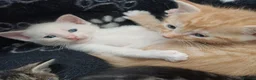 Mixed Breed cats for sale: Six boys and one girl😍😍😍 - Advert 4