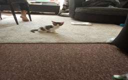 Mixed Breed cats for sale: Kittens for sale - Image 2