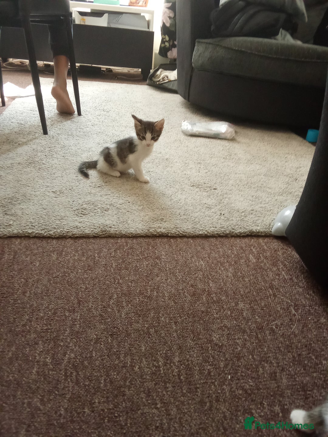 Mixed Breed cats for sale: Kittens for sale - Image 2