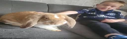 French Lop rabbits for sale: Giant french lops  - Advert 5