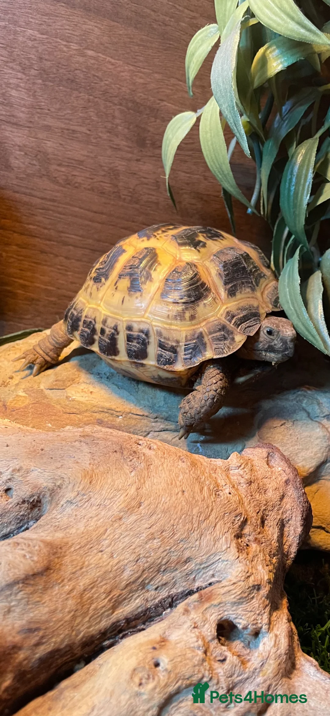 Tortoise reptiles for sale: Female Horsefield tortoise  in Halifax - Advert 9