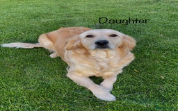 Golden Retriever dogs for sale: Golden Retriever Puppies Health Tested parents  - Image 7