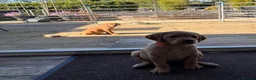 Labrador Retriever dogs for sale: KC Registered Fox Red Labrador puppies - Advert 8
