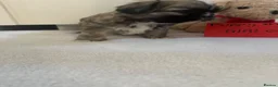 Shih Tzu dogs for sale: 7 shih tzu puppies are looking new home  - Advert 9