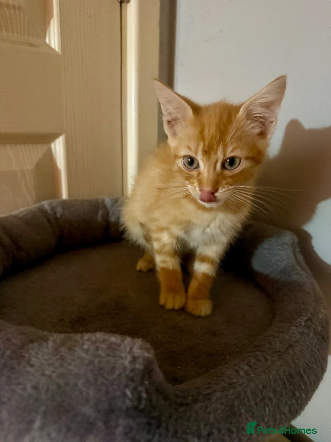 Mixed Breed cats for sale: 3 baby’s ready for there forever homes  in Maidenhead - Advert 2