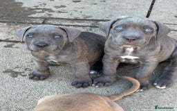 Cane Corso dogs for sale: Cane Corso puppies 9 week old 🫶❤️🫶 - Image 1