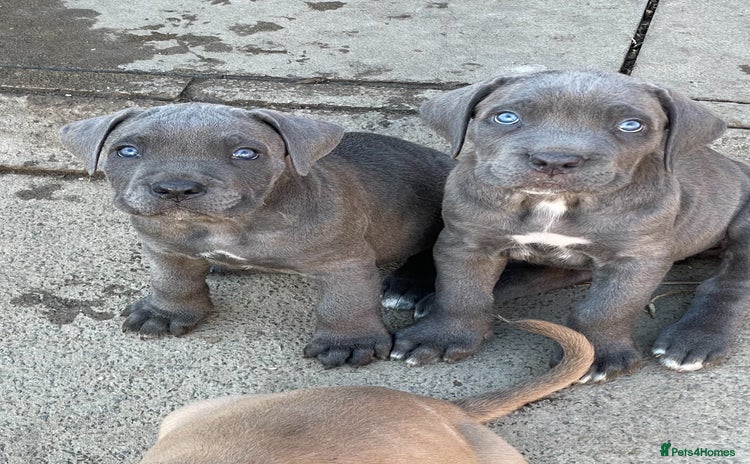 Cane Corso dogs - Advert 1