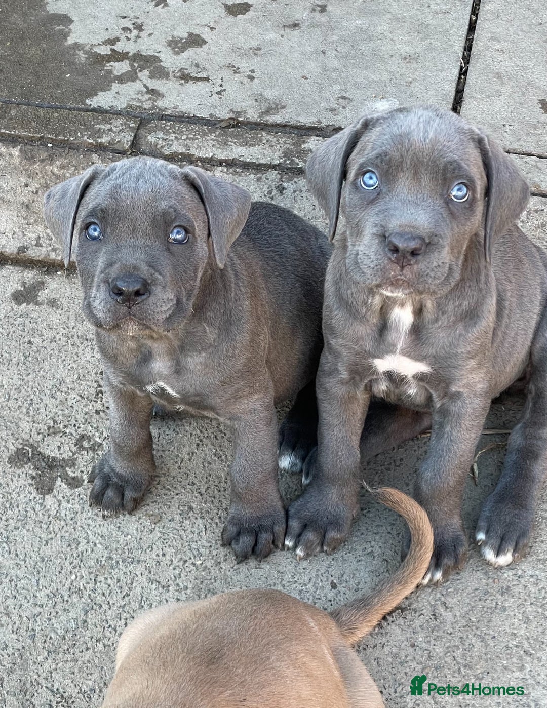 Cane Corso dogs for sale: Cane Corso puppies 9 week old 🫶❤️🫶 - Image 1