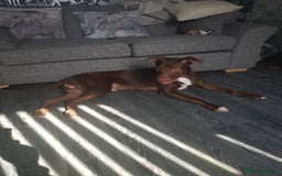 Mixed Breed dogs for sale: Xl,staffy,collie mix boy 7 months - Image 11