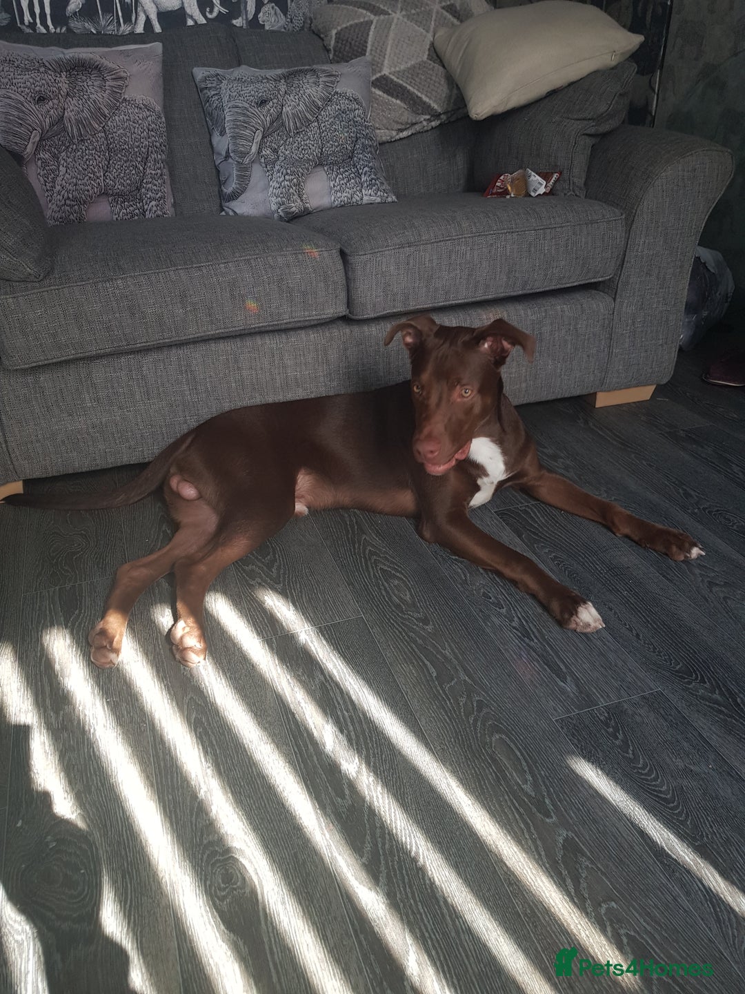 Mixed Breed dogs for sale: Xl,staffy,collie mix boy 7 months - Image 11