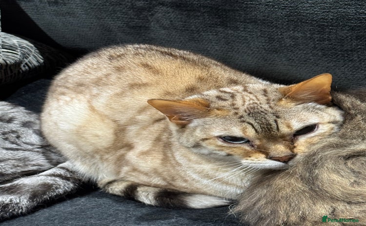 Bengal cats - Advert 3