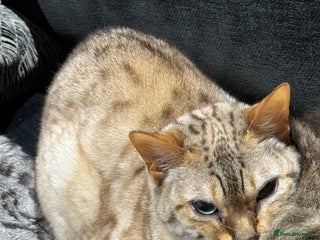 Bengal cats - Advert 22