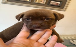 Mixed Breed dogs for sale: 2 boys 1 girl  - Image 3