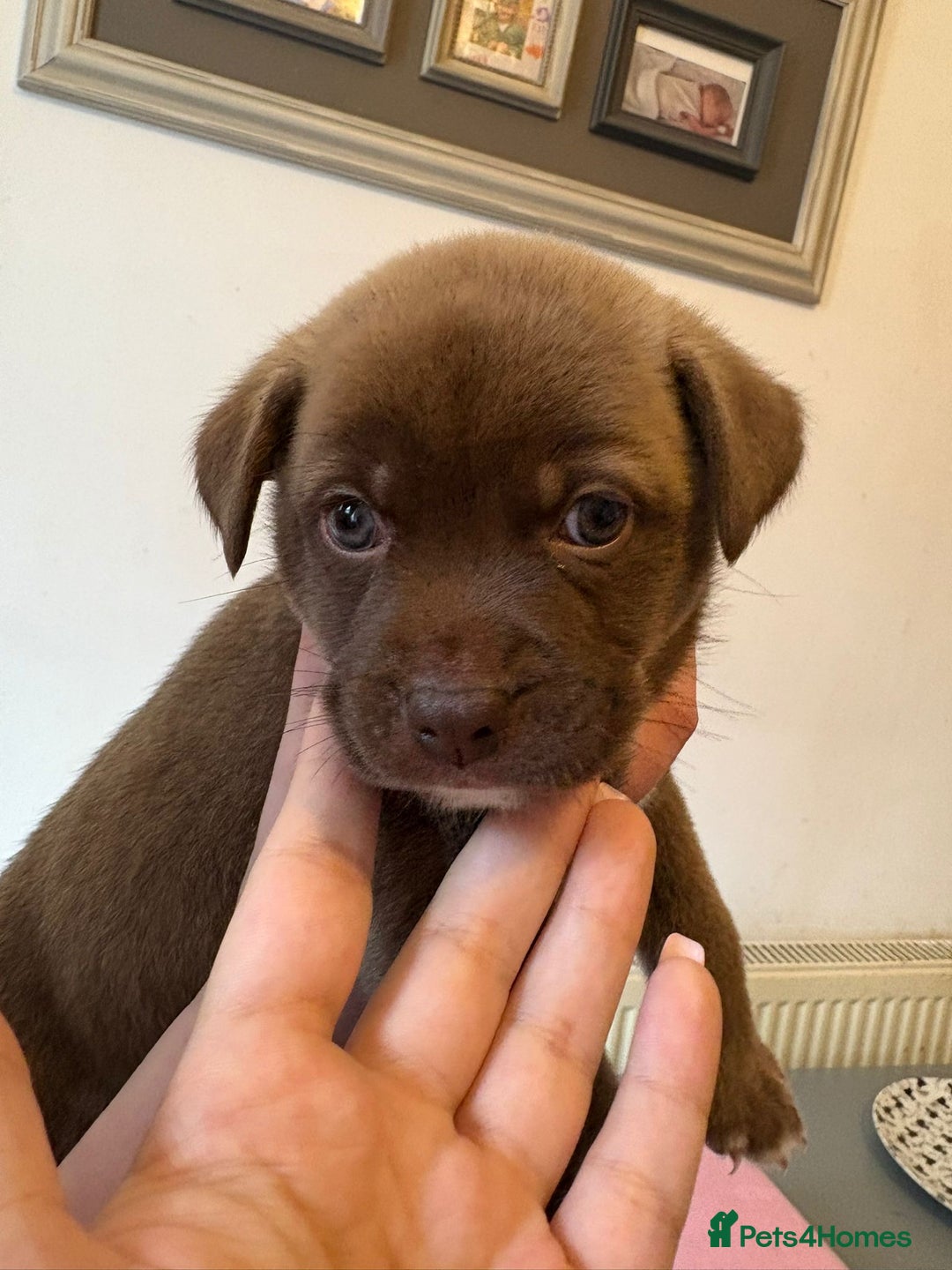 Mixed Breed dogs for sale: 2 boys 1 girl  - Image 3