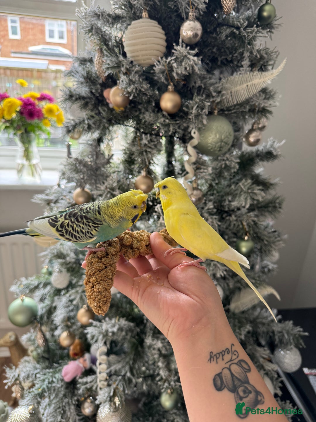 Budgerigars birds for sale: Pair of budgies  - Advert 8