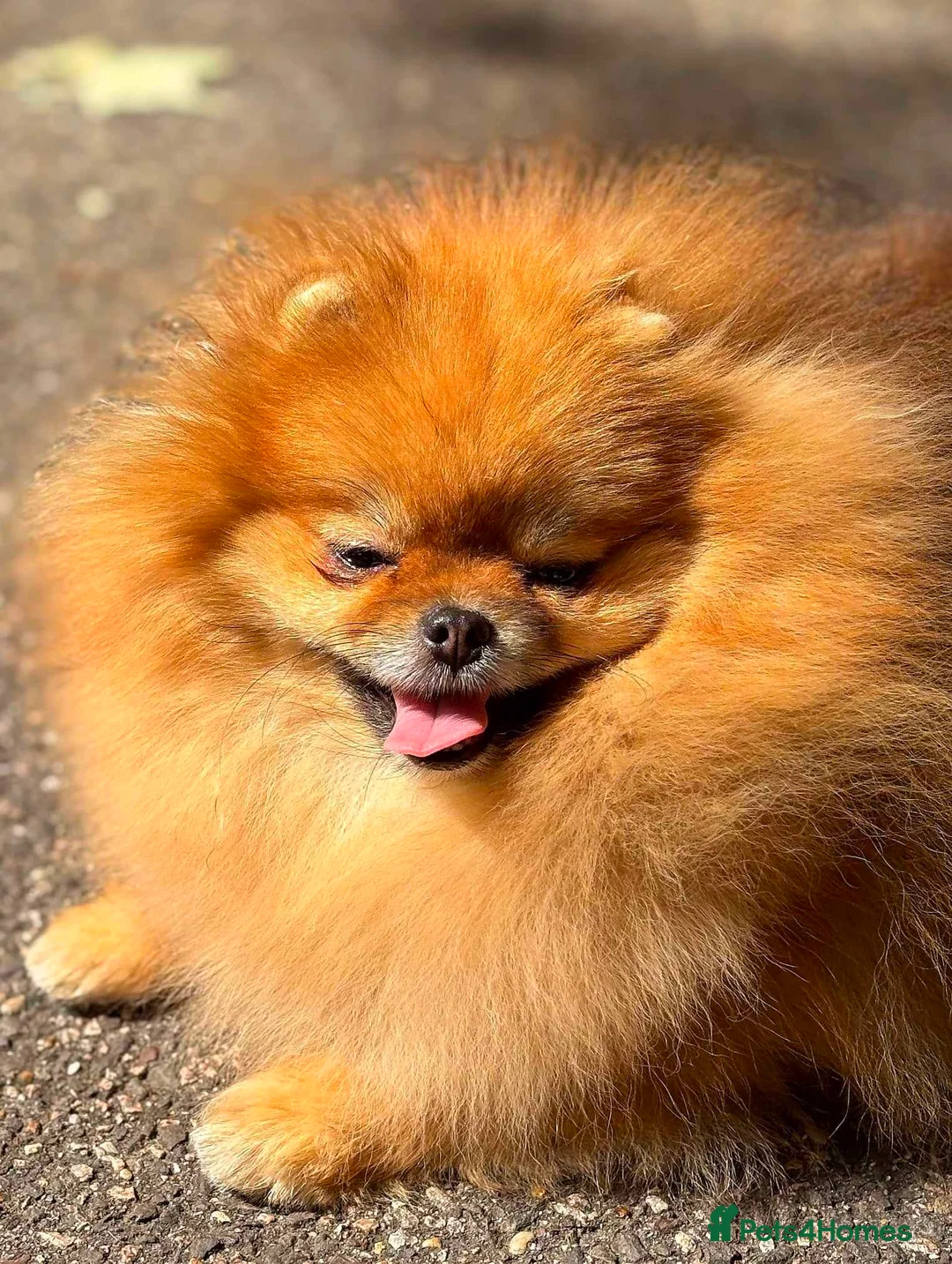 Pomeranian dogs for sale: Beautiful girl - Advert 2