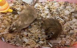 Gerbil rodents for sale: Rehoming mother and daughter gerbils  - Image 2
