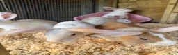 Mixed Breed rabbits for sale: Mixed breed rabbits - Advert 6