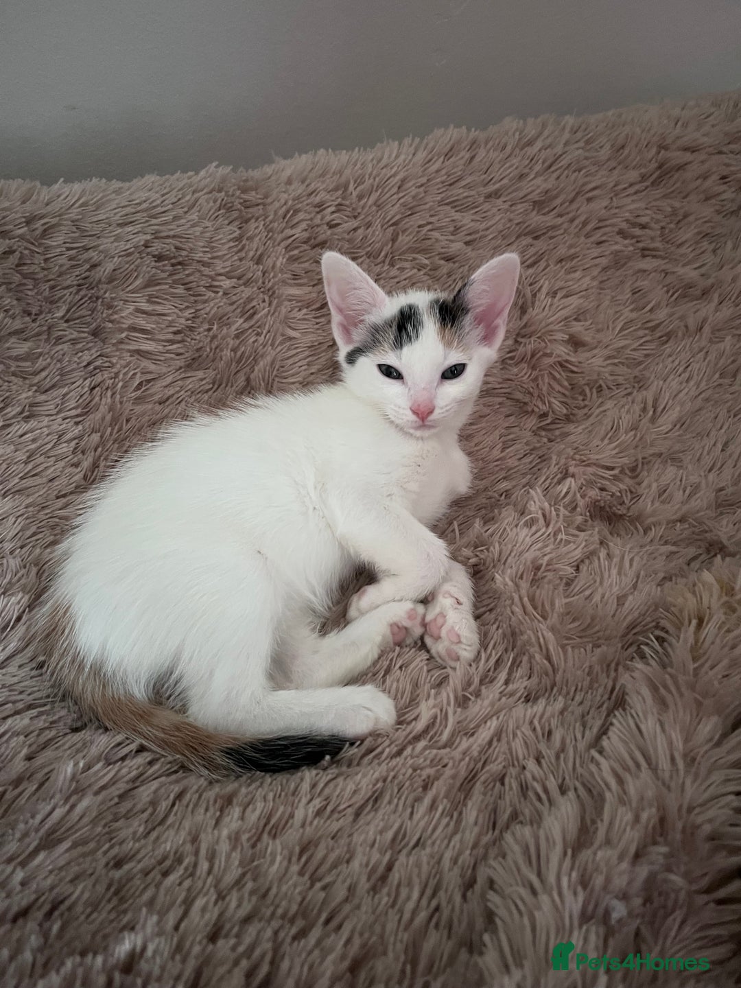 Mixed Breed cats for sale: Beautiful friendly kittens  - Advert 10