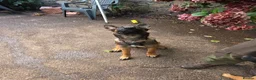 Mixed Breed dogs for sale: AstridGSDxMali - Advert 3
