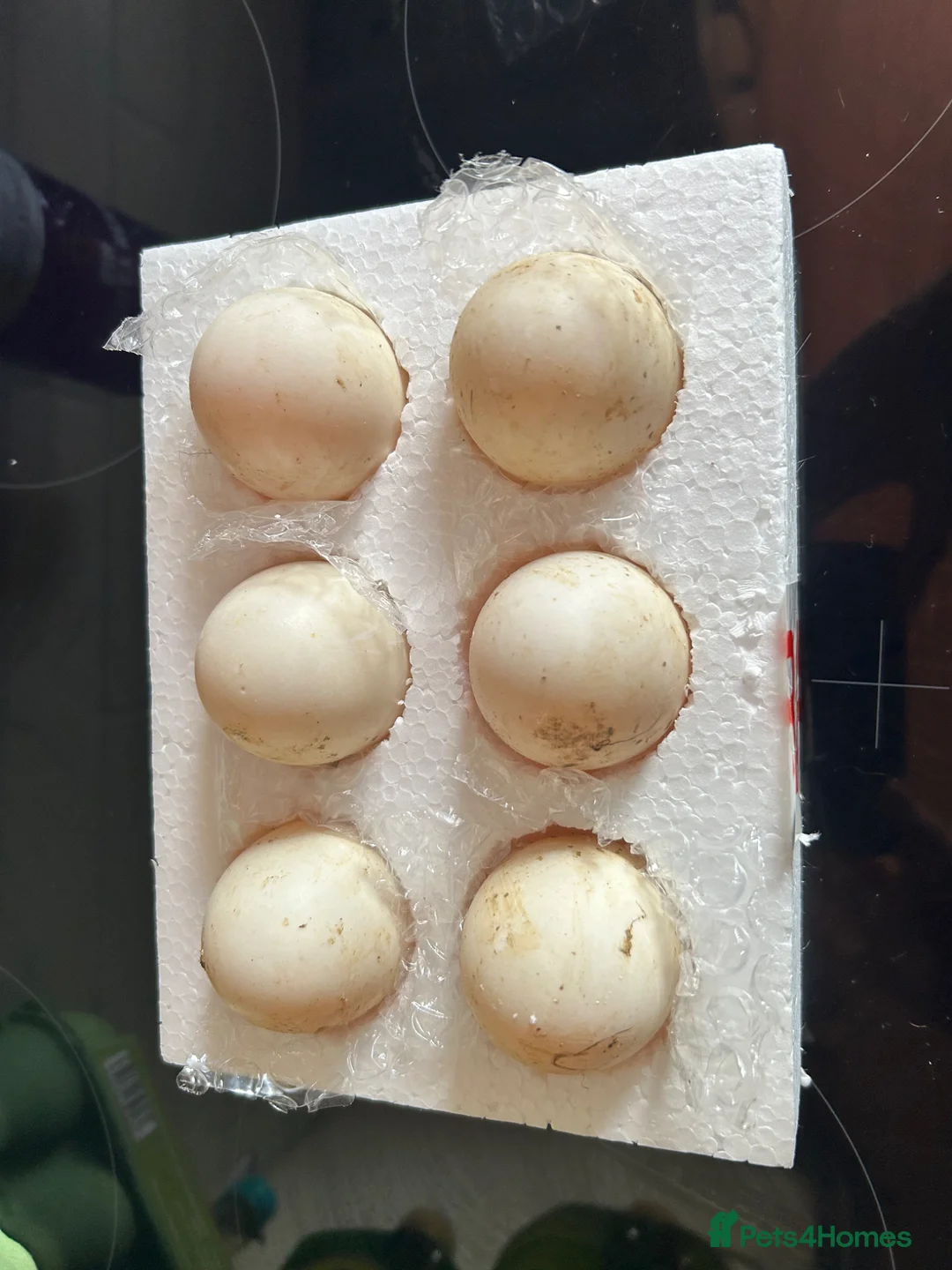 Ducks poultry for sale: Fertile Duck eggs - Advert 1