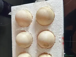 Ducks poultry Fertile Duck eggs - Advert 1