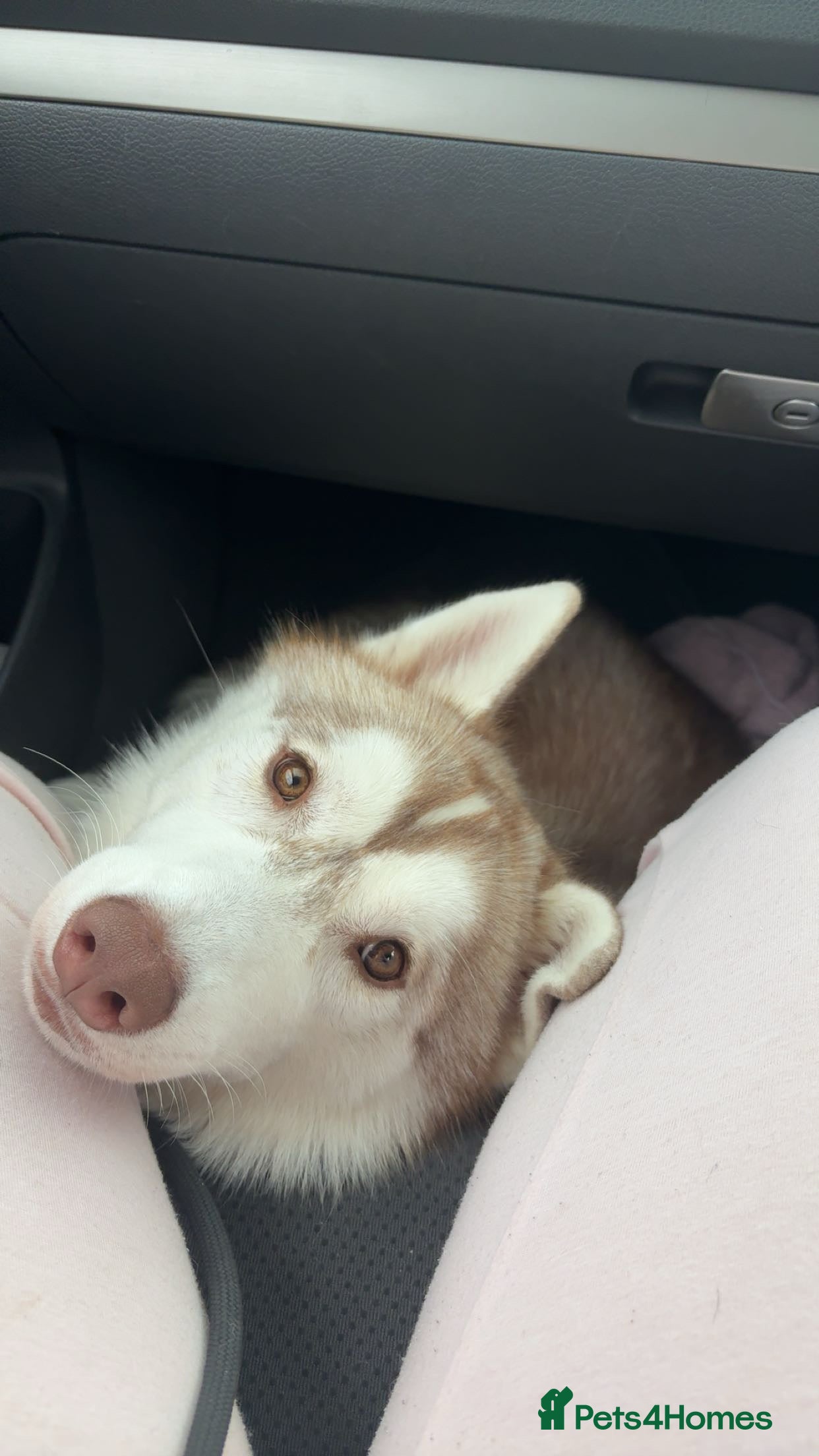 Siberian Husky dogs 🌟 KC Registered Siberian Husky Available for Stud - Advert 2