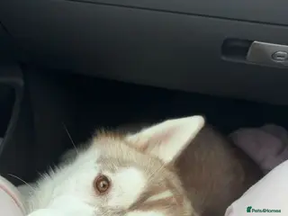 Siberian Husky dogs 🌟 KC Registered Siberian Husky Available for Stud - Advert 4