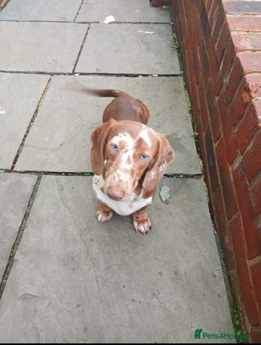 Mixed Breed dogs for sale: Dachshund x Jack Russel for sale - Advert 8
