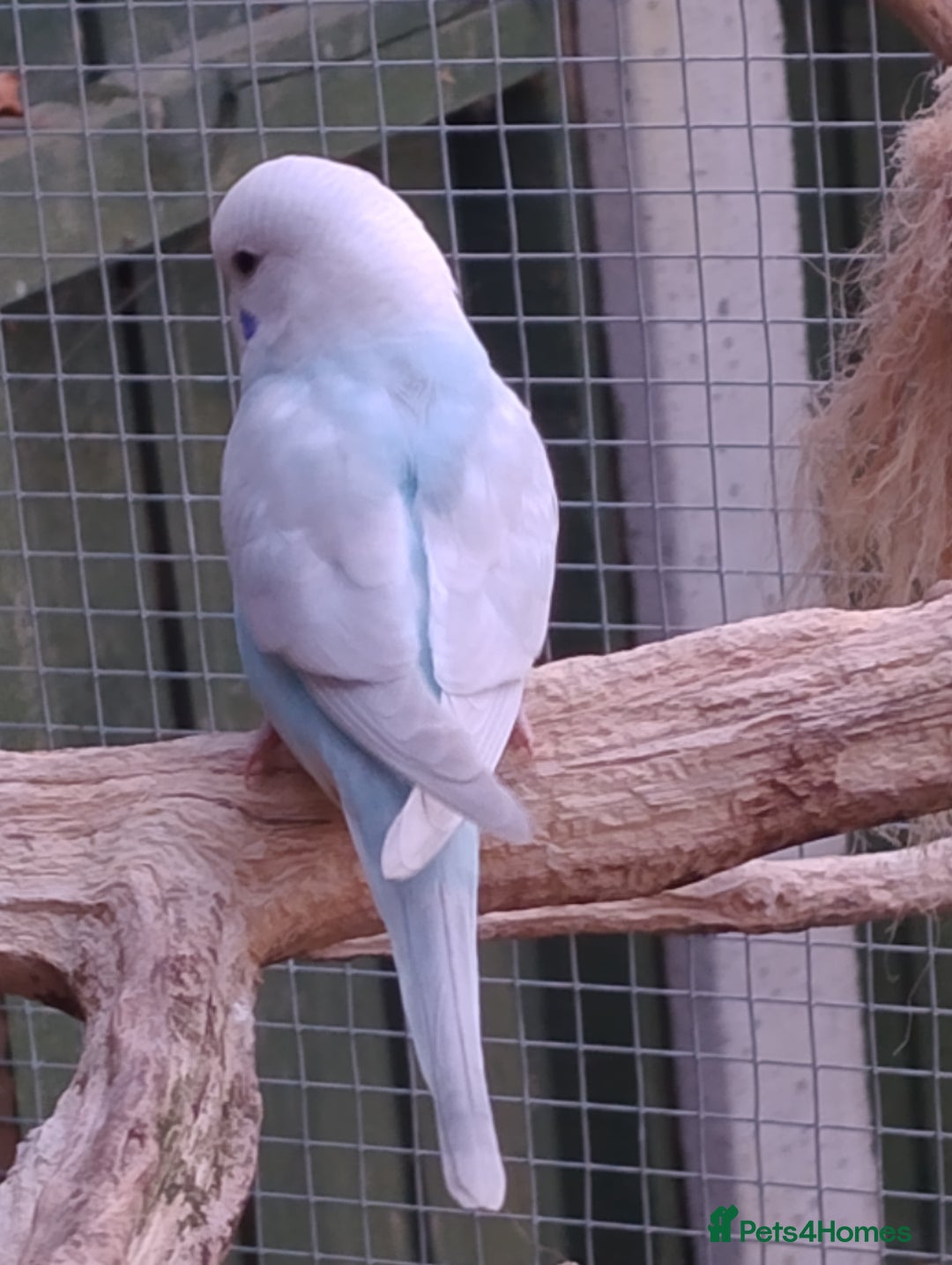Budgerigars birds for sale: Young budgies, easily tamed - Image 3