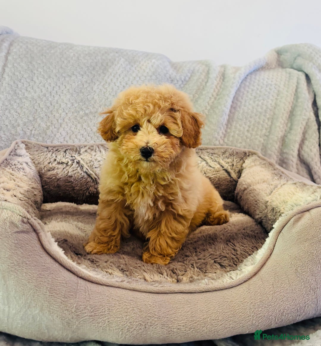 Poochon dogs for sale: Adorable poochon’s  - Image 1