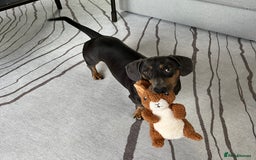 Dachshund dogs for sale: Rehoming our 3 yo dachshund  - Image 15