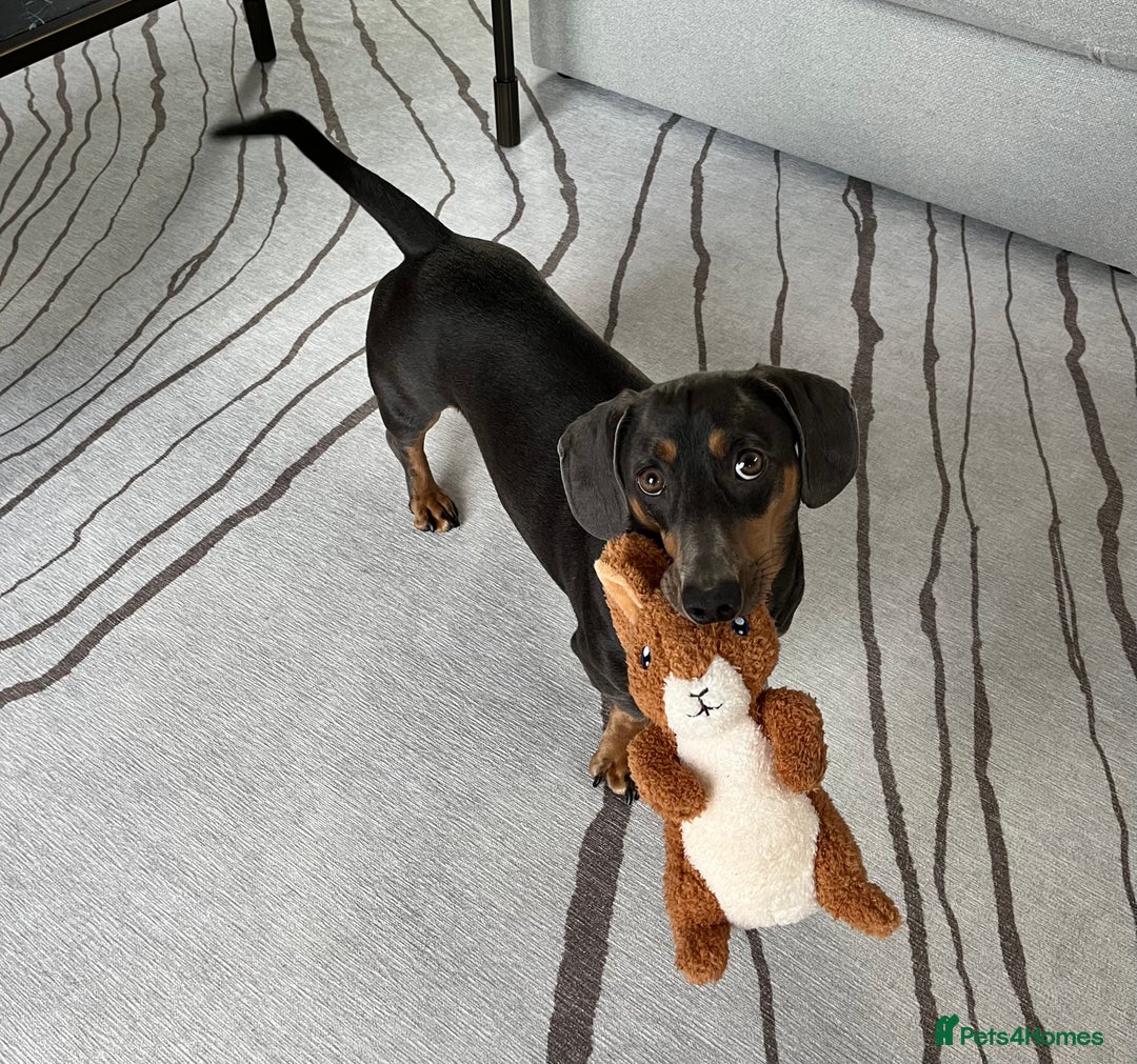 Dachshund dogs for sale: Rehoming our 3 yo dachshund  - Image 15