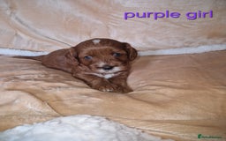 Cavapoo dogs for sale: Beautiful F1 cavapoo puppies - Image 10