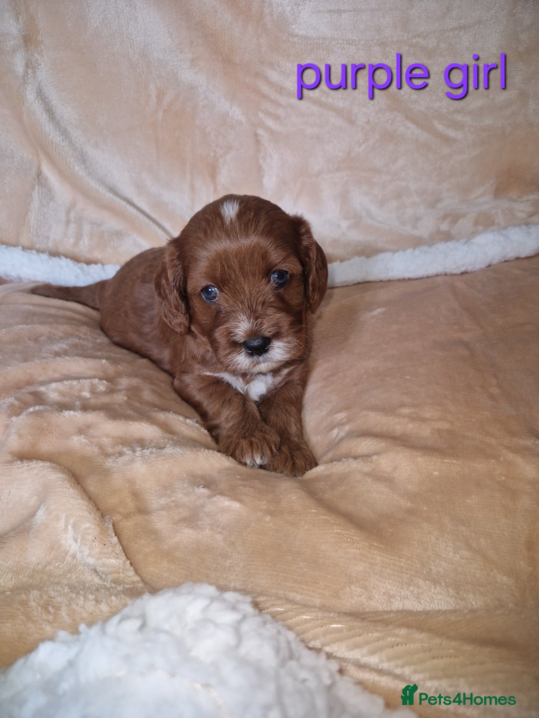Cavapoo dogs for sale: Beautiful F1 cavapoo puppies - Image 10