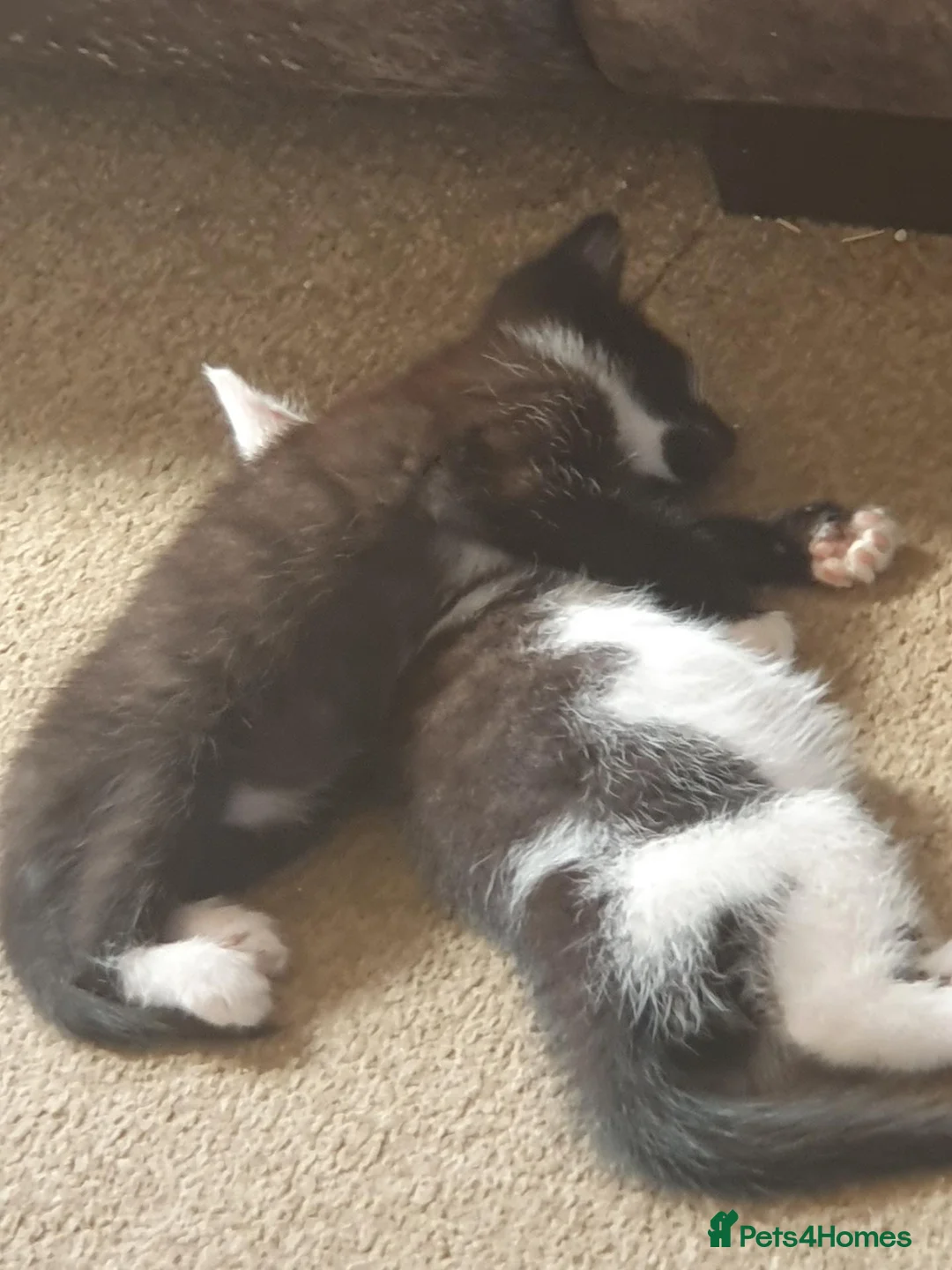 Mixed Breed cats for sale: Beautiful kittens looking for forever home in Tonbridge - Advert 2