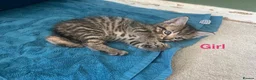 Mixed Breed cats for sale: Tabby kittens for sale in Market Rasen - Advert 5