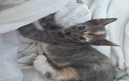 Sphynx cats for sale: Adorable Grey Female Sphynx x Devon Rex Elf Mix  - Image 3