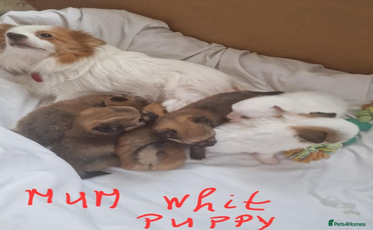 Pomeranian dogs - Advert 1