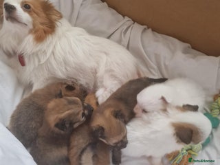 Pomeranian dogs - Advert 1