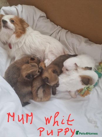 Pomeranian dogs - Advert 2