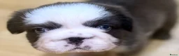 French Bulldog dogs for sale:  **  fluffy French bulldog pups - Advert 2