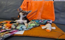 Chihuahua dogs for sale: Looking For Loving Family 🔥❤️ in Basildon - Image 6