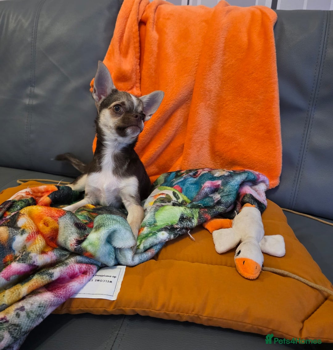 Chihuahua dogs for sale: Looking For Loving Family 🔥❤️ in Basildon - Image 6