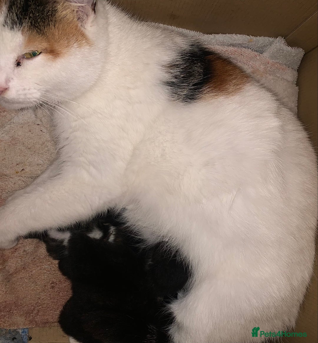 Mixed Breed cats for sale: Lovely fluffy playful kittens  - Advert 2