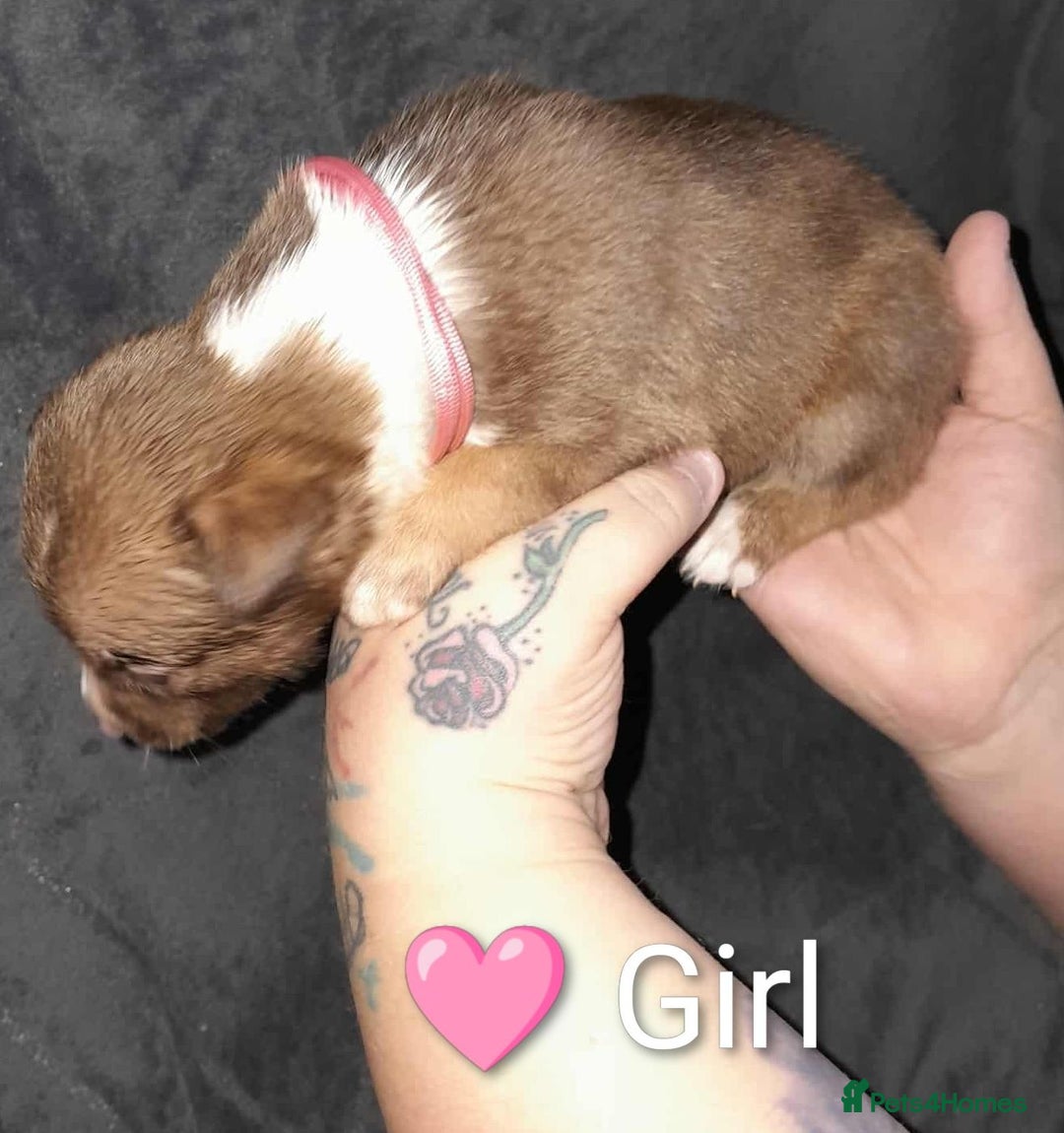 Mixed Breed dogs for sale: American Bulldog x Siberian Husky - Image 11