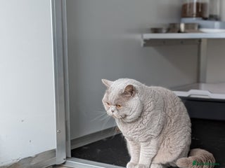 British Shorthair cats Champion 🏆 BSH stud in Derby - Advert 14